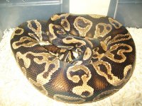baby snakes and yb 004.jpg