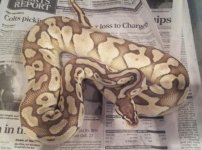 pastel lesser.jpg