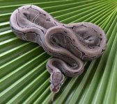 AXANTHIC PIN KS.JPG