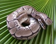AXANTHIC SPIDER ks.JPG