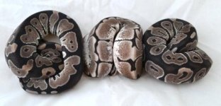 AXANTHIC SPIDER AND AXAN.JPG