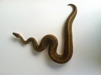 pinstripe bp 3.jpg