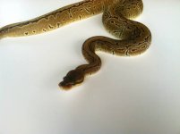 pinstripe bp 4.jpg