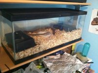 pinstripe bp cage.jpg