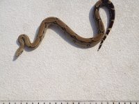 Blast Male, 2011 - Outside 4.jpg