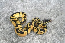 Pastel Enchi Male 01 - 5.jpg