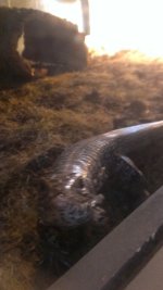 IMAG0546.jpg