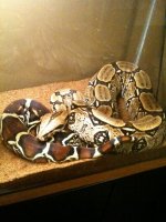 suriname boa.jpg