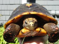 tortoise 9-9-2013 003.jpg