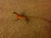 IMG_1105.jpg