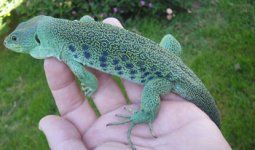22075ThegoblenyoungmalelacertaKe.jpg