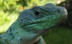 22075headgoblenyoungmalelacerta2.jpg