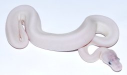 female mojave butter poss pin.jpg