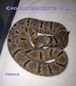 Female Pena 1.jpg