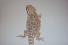 DSC05453.jpg