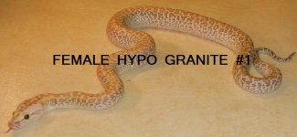 FEMALEHYPOGRANITE1.jpg