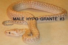 MALEHYPOGRANITE3.jpg