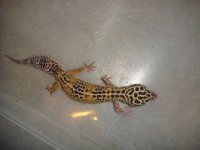 lizards 015.jpg