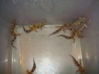 lizards 013.jpg