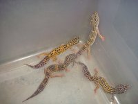 lizards 010.jpg