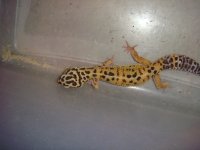 lizards 016.jpg