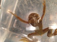 frog.jpg