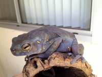 momma toad 2.jpg