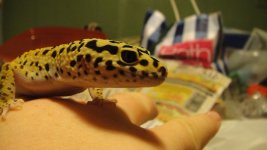 leopard sell (2).jpg
