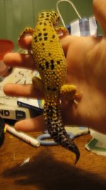leopard sell (1).jpg