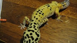 leopard sell (3).jpg