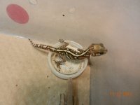 baby pictus 3 001.jpg