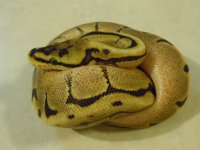 DSCN3523.jpg