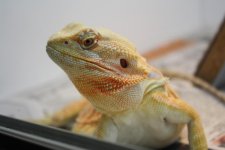 Komodo-1.jpg