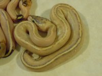 DSCN3533.jpg