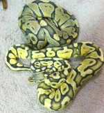 Hypo Ball.jpg