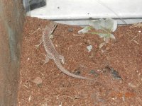 Jewelled lacerta baby 001.jpg