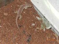 Jewelled lacerta baby 002.jpg