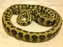red hypo jag male.jpg