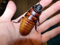 hisser.jpg