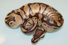 2013 Enchi male  85g.jpg