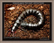 S.gigantea_black1.jpg