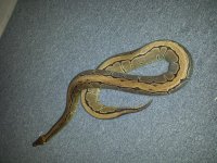 wyldbills pin.jpg