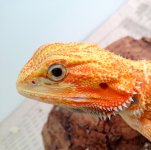 IMG_4270.jpg
