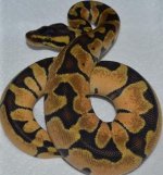 pastel enchi 1.jpg