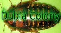Dubia.jpg