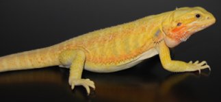 lizard 078-1.JPG