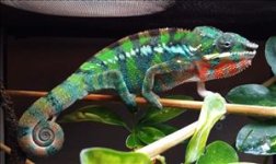 Hermes_Jr_sm_sm-300.jpg