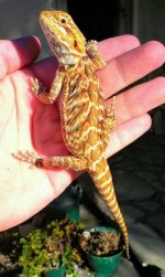 male dragon.jpg