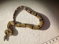 Blast Female, 2012 -Outside.jpg
