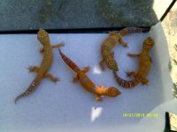 Johns Exotics 016.jpg